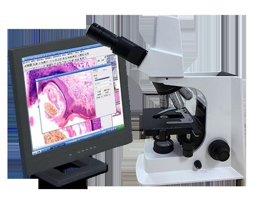 Άσπρο βιολογικό μικροσκόπιο εργαστηρίων Trinocular με το μηχανικό στάδιο
